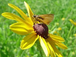 Delaware-Skipper butterfly