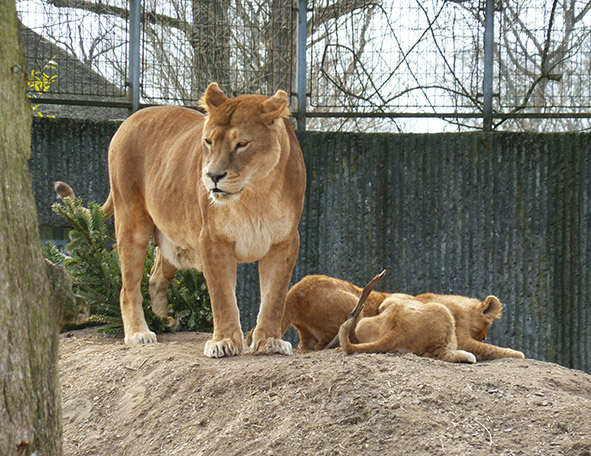 female lion with her cubs