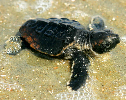 loggerhead baby near the ocean