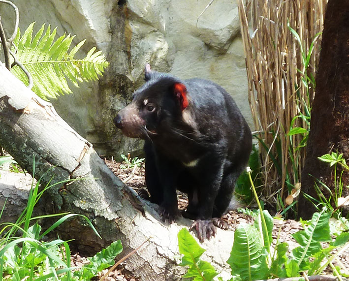 Tasmanian devil in zoo