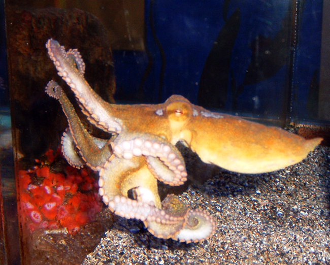 California two spot octopus