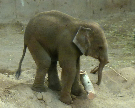 Baby elephant