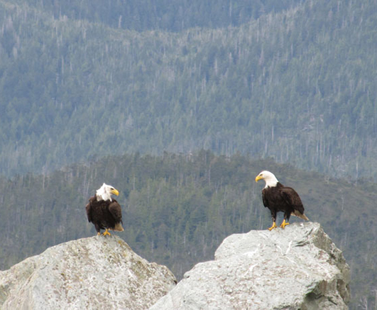 bald eagles on rock in water
