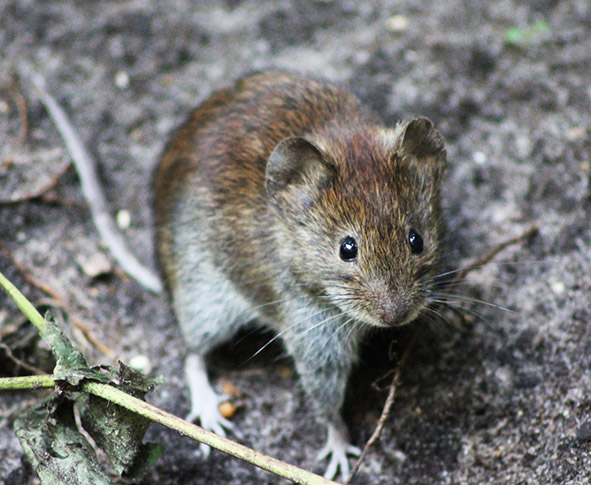 cute wood mouse