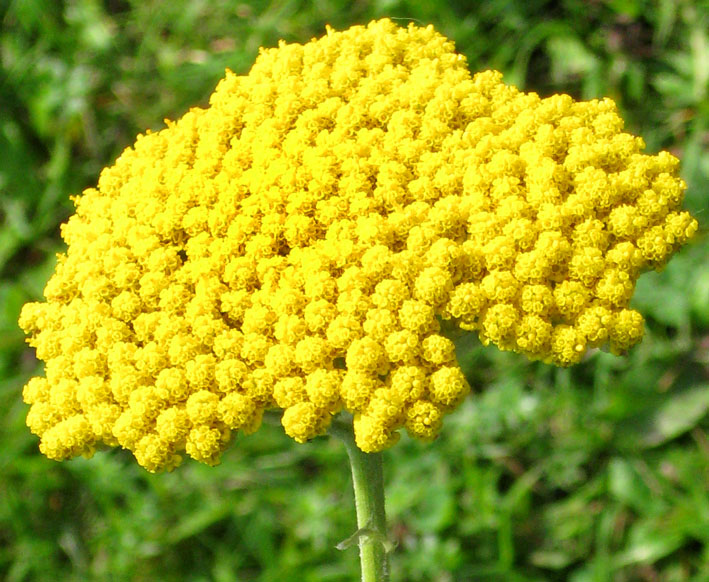 inflorescence yellow clipart