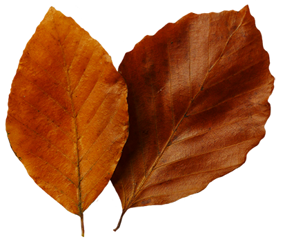 beech leaves in fall
