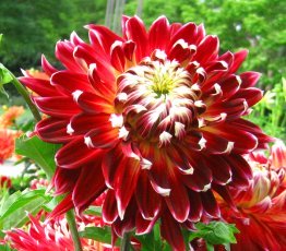 purple dahlia flower