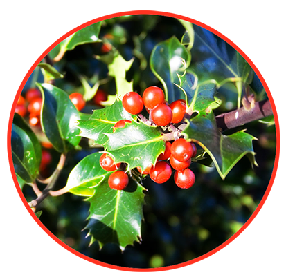 holy with berries