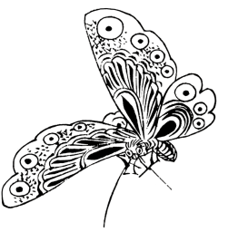 Japanese butterfly drawing black white