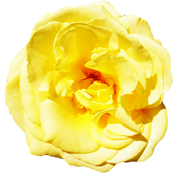 head of yellow rose clipart