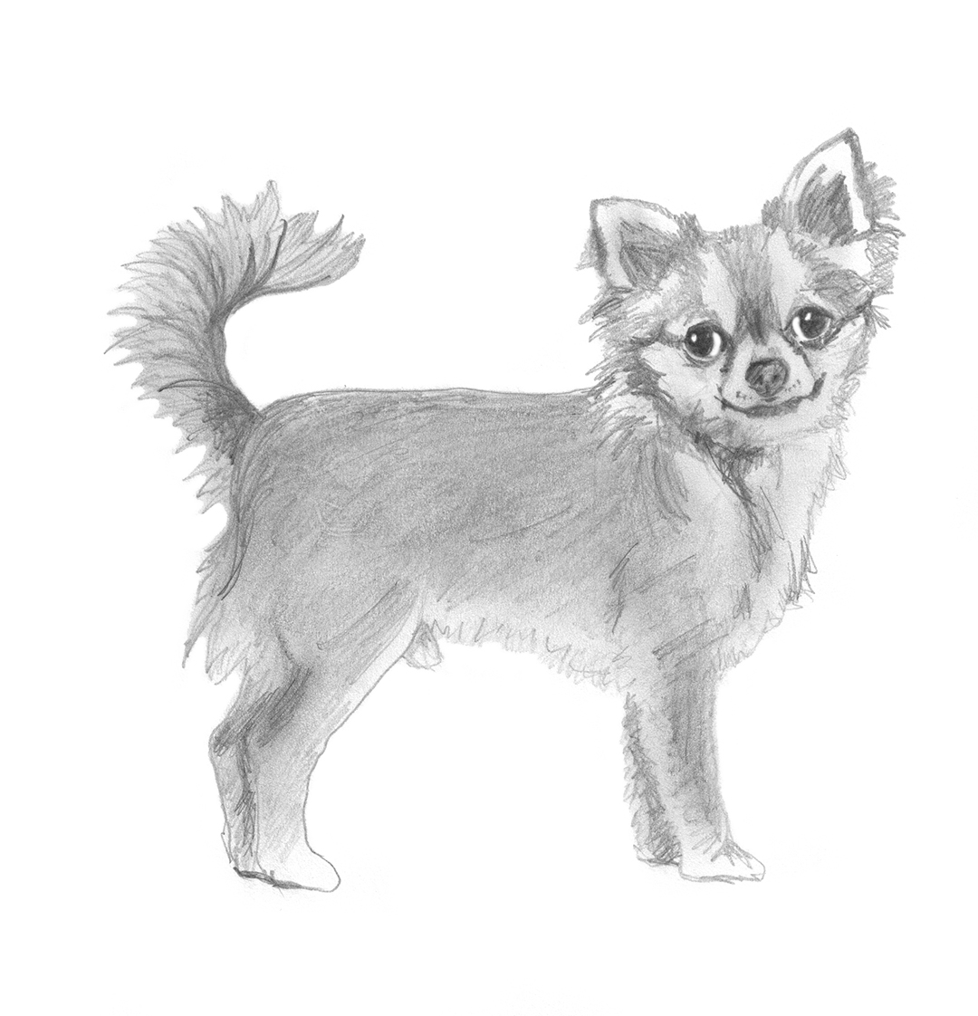 sketch of Chihuahua standing