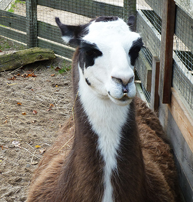 frontal picture of lama