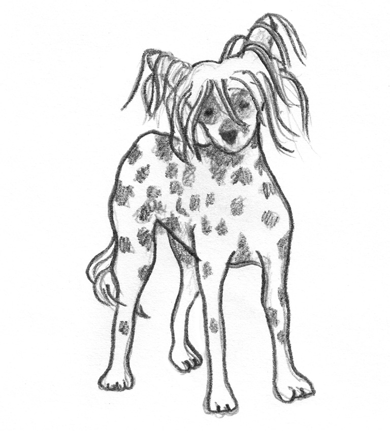 chinese crested dog sketch