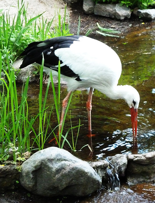 white and black stork in zoo