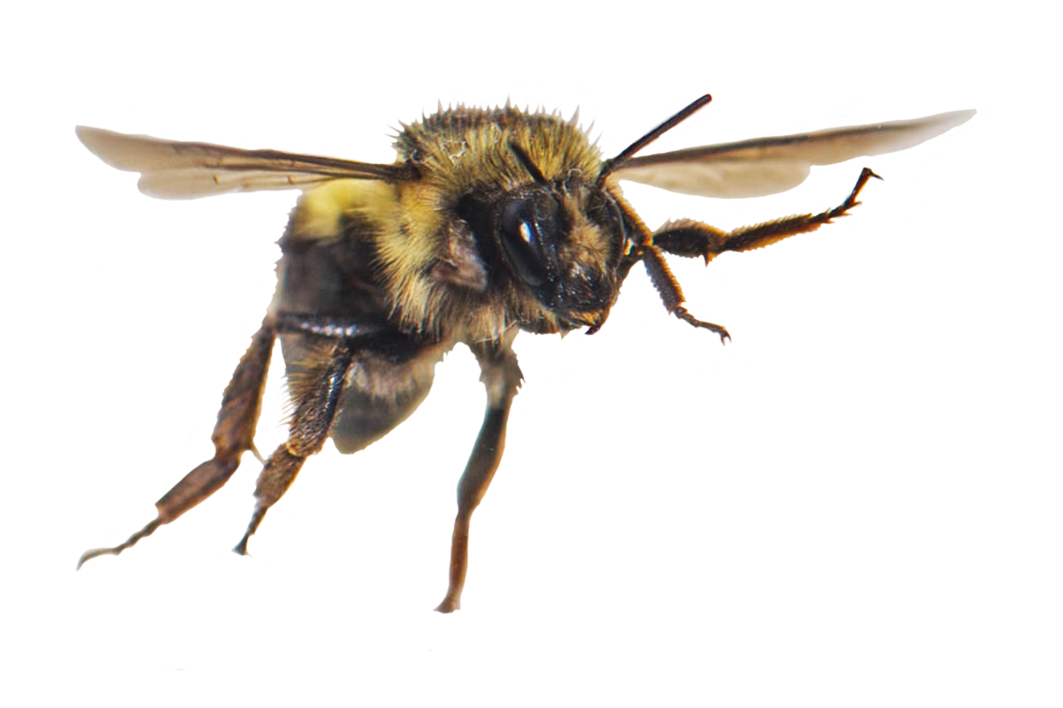 flying honey bee clipart
