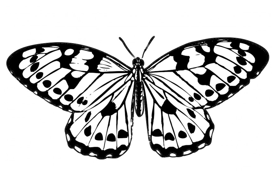 black and white image of butterfly