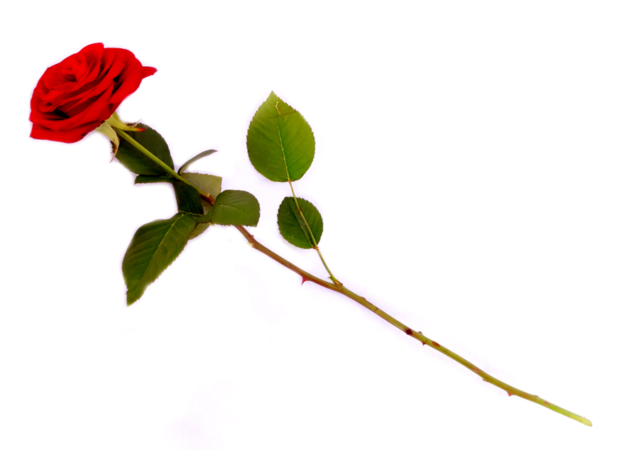 single red rose for your Valentine