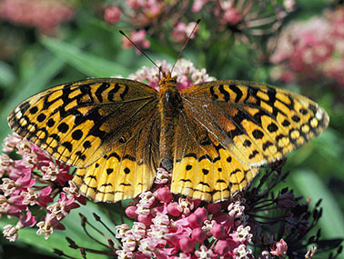 Boloria-frigga butterfly pictures
