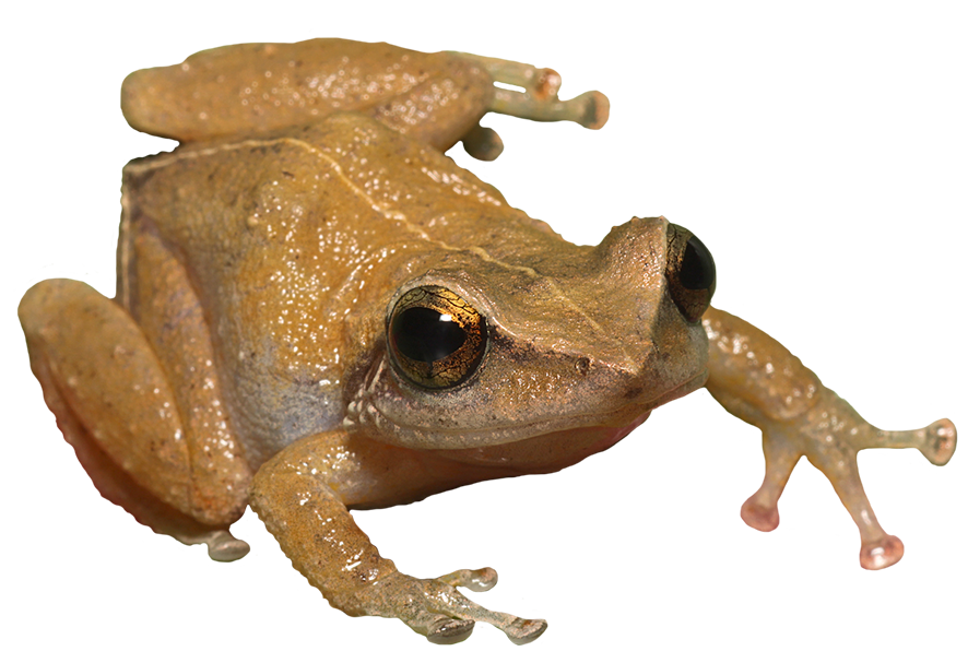 Coqui frog