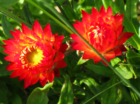 Very orange flowers picture