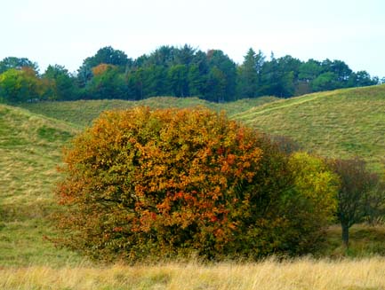 first day of fall tree on moorland