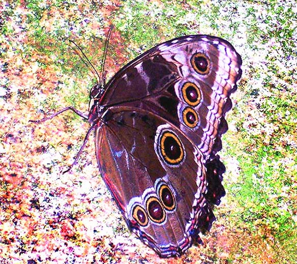 purple butterfly