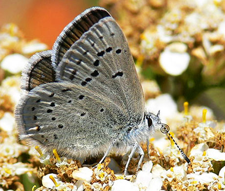 female Mission blue butterfly