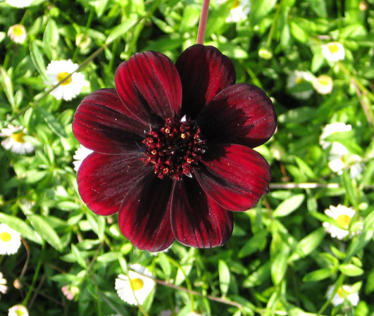 chocolate flower pic