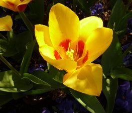 Tulip photo yellow orange