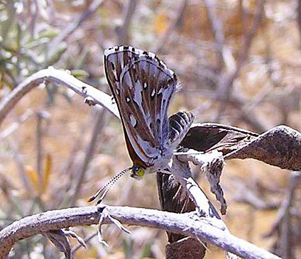 Metalmark-butterfly-Apodemia
