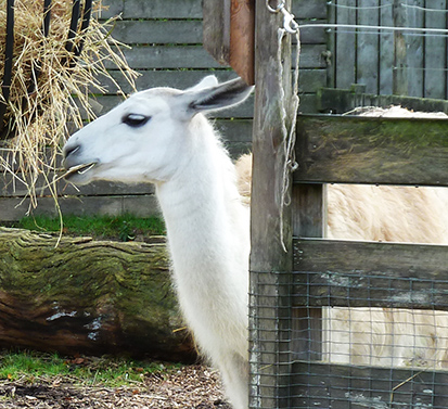 white lama