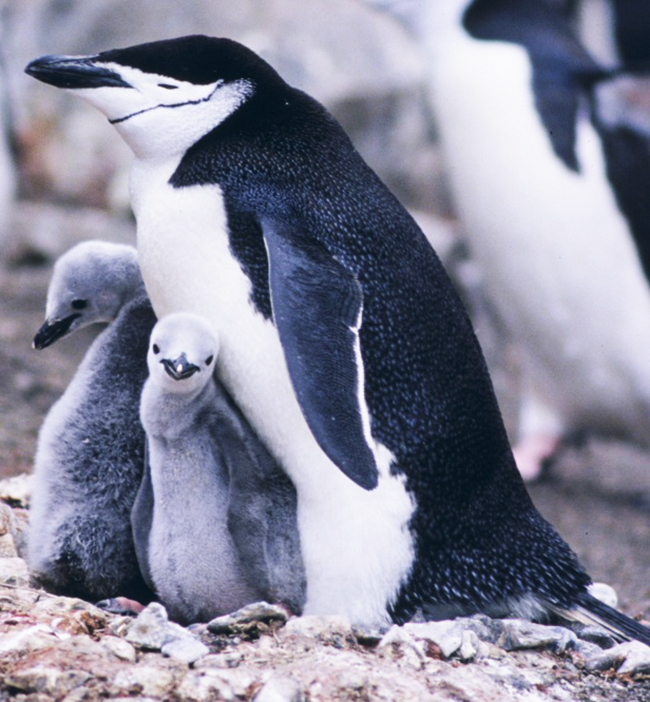 chinstrap penguin pictures with chicks