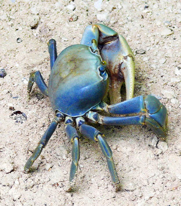 blue crab on beach