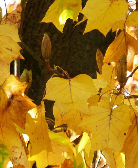 tulip tree in the fall with yellow leaves