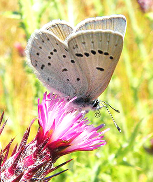 butterfly pictures Icaricia