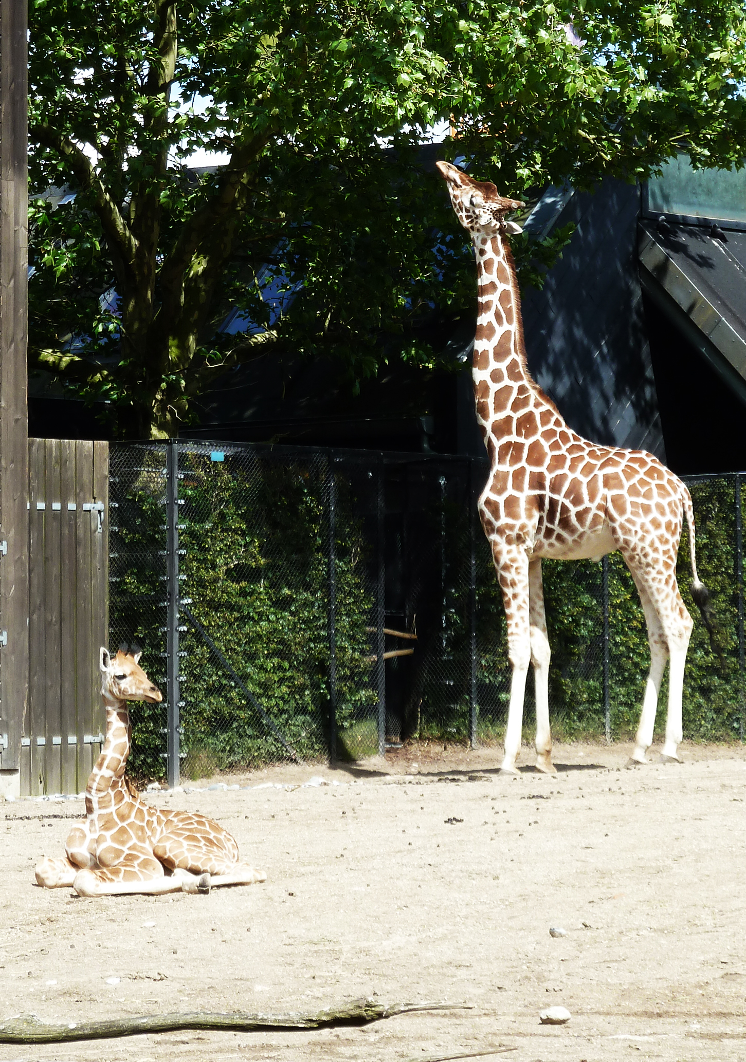 young giraffe in zoo laying down