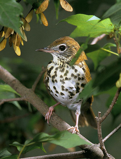 pictures of birds Wood trush