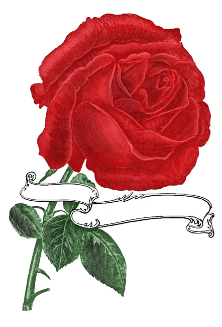 single red rose with banner