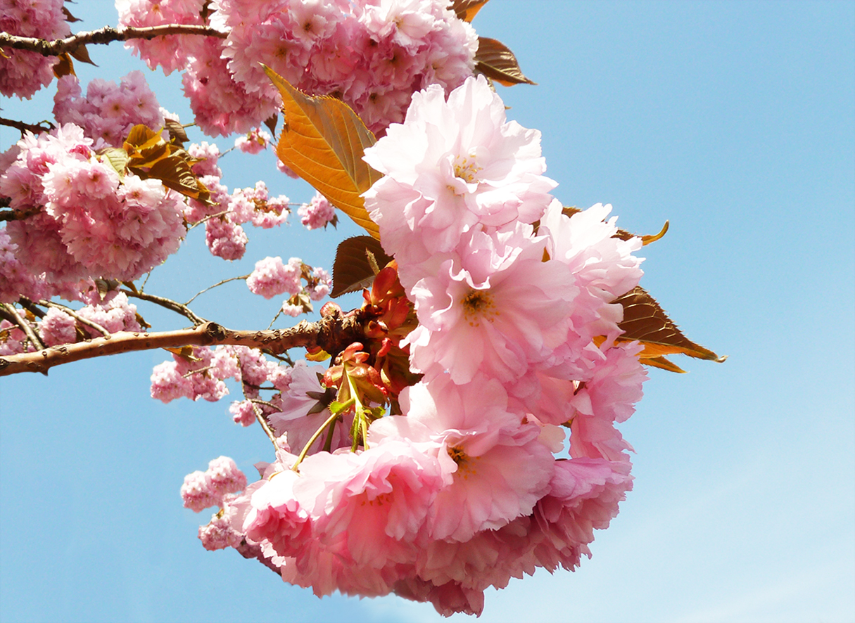 Japanese cherry tree blossoms