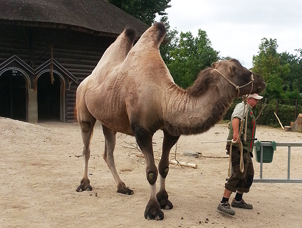 Zookeeper walking with the camel in zoo