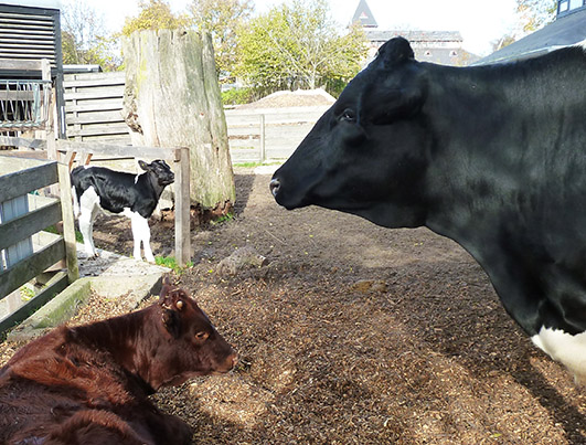 mottled cow and calves
