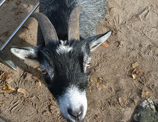 close up of pet goat