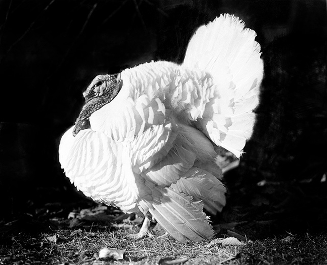 turkey pictures photo in black and white