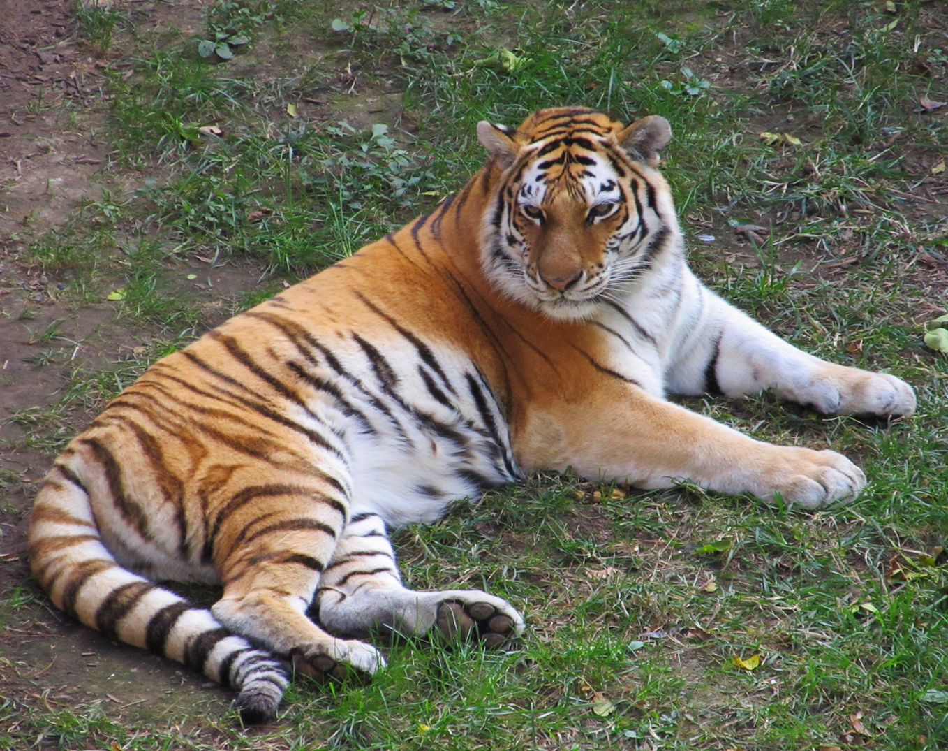 resting tiger