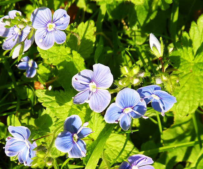 Small blue flowers in green