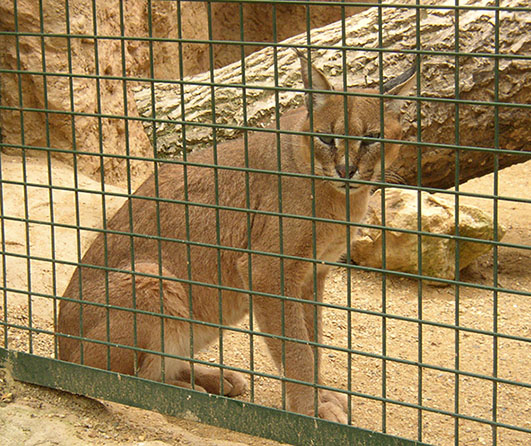 Caracal caracal in zoo