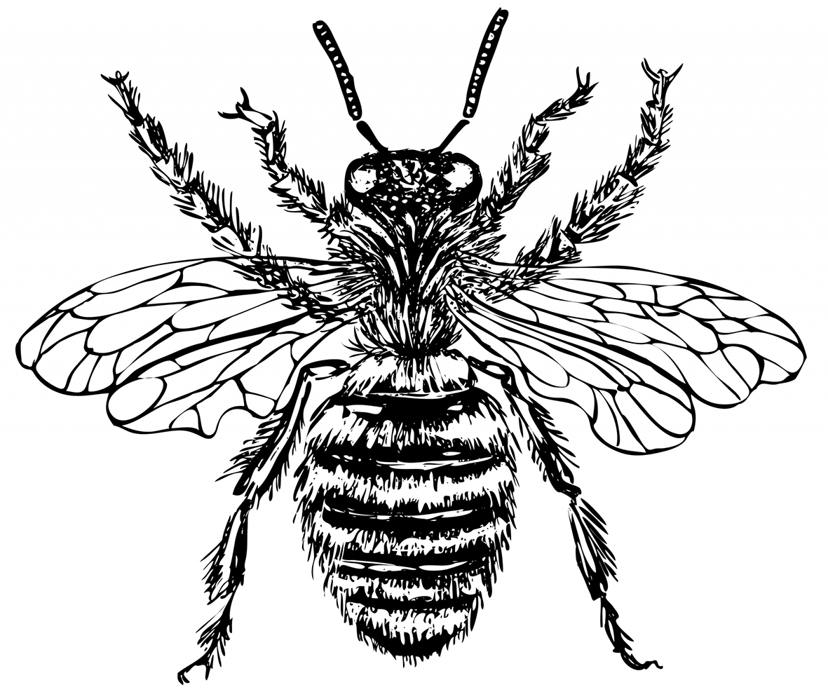 Bee drawing illustration