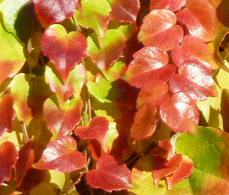 autumn colored wine leaves on wall