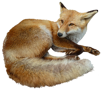 fox clip art