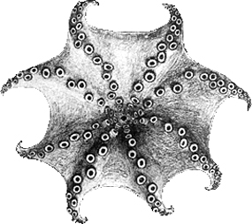 haliphron atlanticus oral view